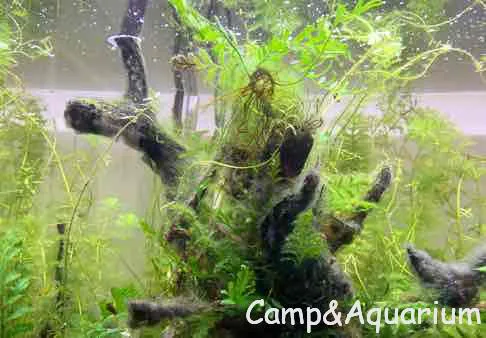 ネイチャーアクアリウム フルリセットして得た長期維持させるための教訓 Camp Aquarium